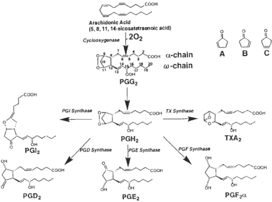 FIGURE  1.9:  Biosynthèse  des  prostaglandines  (Narumiya  et  al.  1999).  L'acide  arachidonique  est  tout  d'abord  libéré  via  le  clivage  des  phospholipides  et  converti  en  prostaglandine  G2  puis  en  prostaglandine  endoperoxyde  (PGH2)  pa