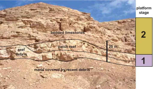 Fig. 1. An isolated patch sitting on top of reef-debris. Below the reef-debris Maastrichtian to Paleocene marls, mainly covered by recent debris, crop out