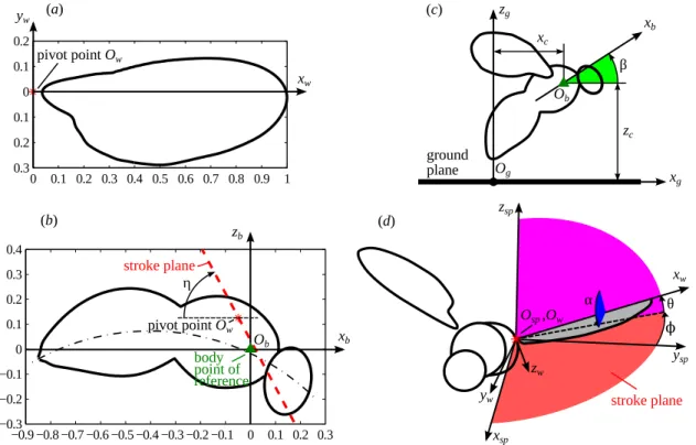 Fig 1. Schematic drawing of the morphological model. (a) Wing contour. Coordinates are normalized to the wing length R