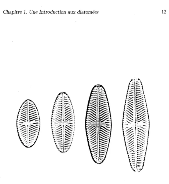 FIG.  1.9 - Les  différentes  tailles  et  variations  morphologiques  d'une  diatomée  lors  de  son  cycle  de  vie