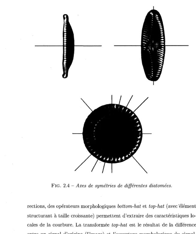 FIG.  2.4  - Axes  de  symétries  de  différentes  diatomées. 