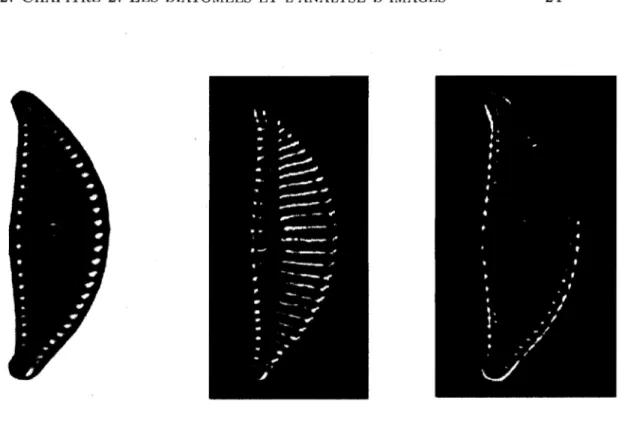 FIG.  2.5  - Exemple  de  transformées  top-hat  (centre)  et  bottom-hat  (droite)  d'une  diatomée  (gauche)