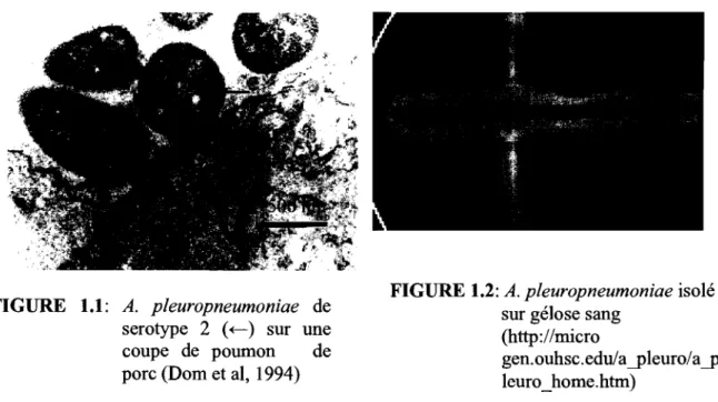 FIGURE  1.1:  A.  pleuropneumoniae  de  serotype  2  (  +-)  sur  une  coupe  de  poumon  de  porc (Dom et al,  1994) 