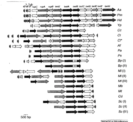 FIGURE 2.2:  Organisation des locusflp-rcp-tad chez diverses bactéries  (Kachlany et al., 2001) 