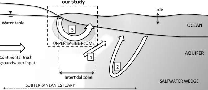 Figure 12: Conceptual diagram of subterranean estuary, including major nearshore flow  processes:  (1)  freshwater  discharge,  (2)  density-driven  recirculation  and  (3)  seawater  recirculation  induced  by  wave  set-up,  tide  and  wave-bed  form  in
