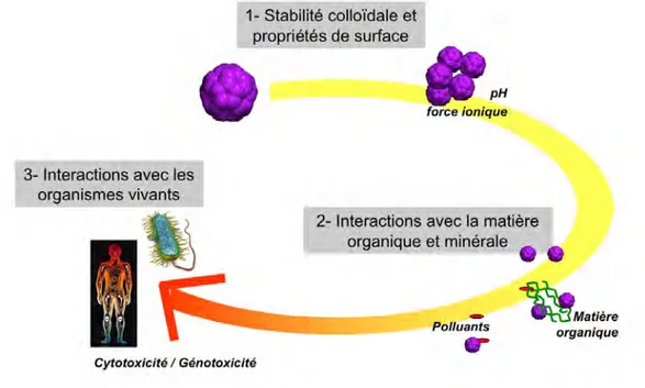 Figure I. 5 : approche de l’étude des effets biologiques liés aux nanoparticules manufacturées utilisée dans ce  travail
