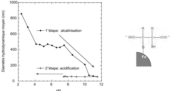 Figure II. 7 : évolution du diamètre de nano-maghémites lors de l’enrobage avec le DMSA