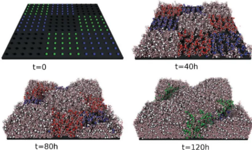 Figure 1.11 – simulations 3D de la structure de buifilm par le modèle multi agent.