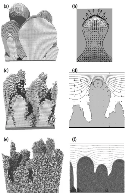 Figure 1.14 – (a) modèle continue 3D, Eberl et al. (2001) (b) modèle continue 2D, Do- Do-ckery et Klapper ( 2001 )