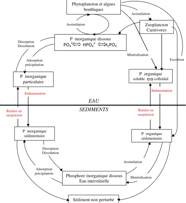 Figure 1.5 :  Cycle du phosphore dans les milieux aquatiques (D’après Syers  et  al., 1973 ;  Emsley, 1980 in Loyer, 1997)  Phytoplancton et algues benthiques P  inorganique particulaire  Zooplancton CarnivoresP  organique  soluble         colloïdal P  ino