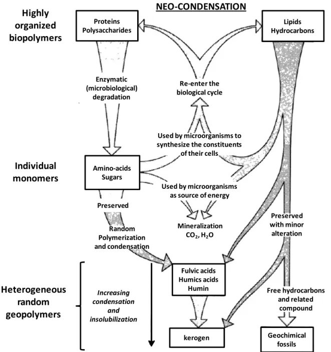 Figure 1. Formation du kérogène par la voie de dépolymérisation-polymérisation (d’après Tissot et Welte, 1984)