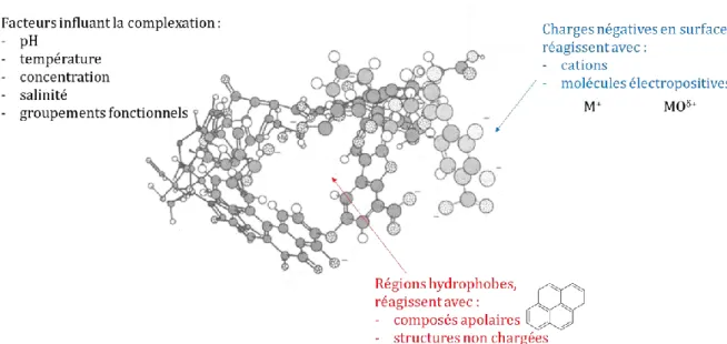 Figure 1-7 : Régions de la MOD macromoléculaire responsables des interactions MOD-contaminants