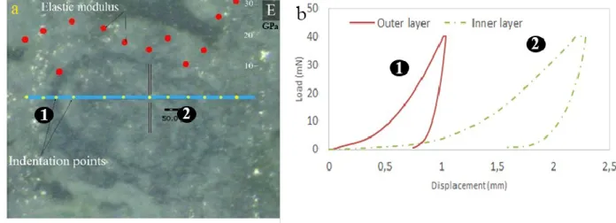 Figure 1. 10: : (a) Nanoindentation tests on oolite layers with corresponding Elastic moduli of each indentation point (b) Force- Force-Displacement curves in: outer and inner layers.