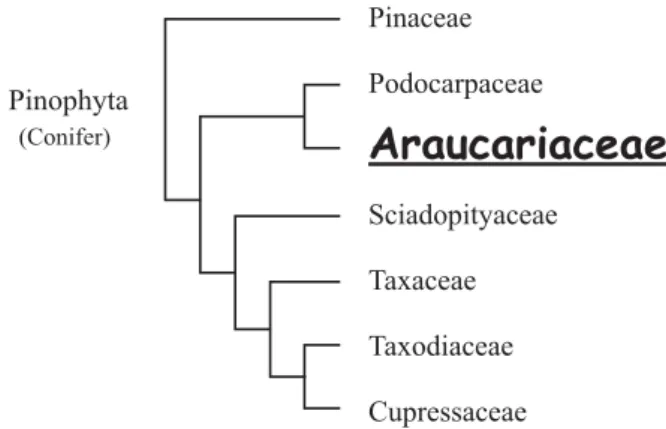 Fig. 1. Phylogenetic classiﬁcation of conifers.