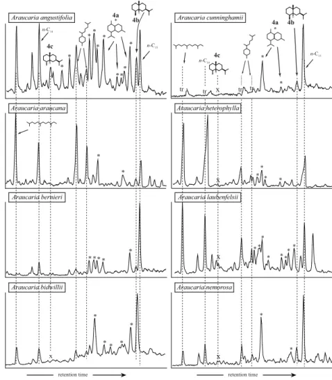 Fig. 2. Partial chromatograms (sesquiterpenoids retention time window) of aliphatic fraction of pyrolysates of Araucaria species