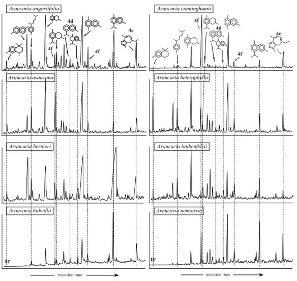 Fig. 3. Partial chromatograms (sesquiterpenoids retention time window) of aromatic fraction of pyrolysates of Araucaria species