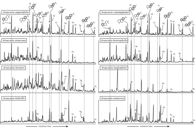 Fig. 7. Partial chromatograms (diterpenoids retention time window) of aromatic fractions of pyrolysates of Araucaria species