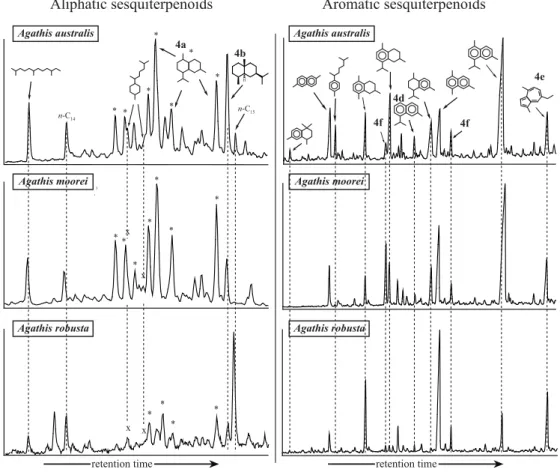 Fig. 10. Partial chromatograms (sesquiterpenoids retention time windows) of aliphatic (left) and aromatic (right) fractions of pyrolysates of Agathis species