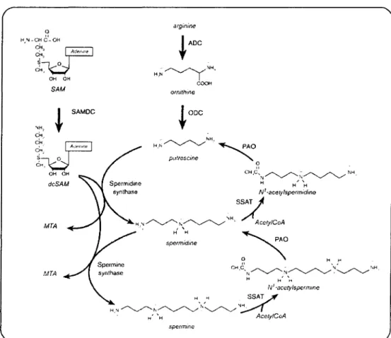FIGURE 2.6:  Métabolisme des polyamines de l'arginine jusqu'à la spermine. 