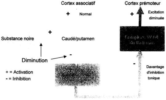 FIGURE 1.6 : Voie nigro-striée chez le sujet Parkinsonien (hypokinétique) 