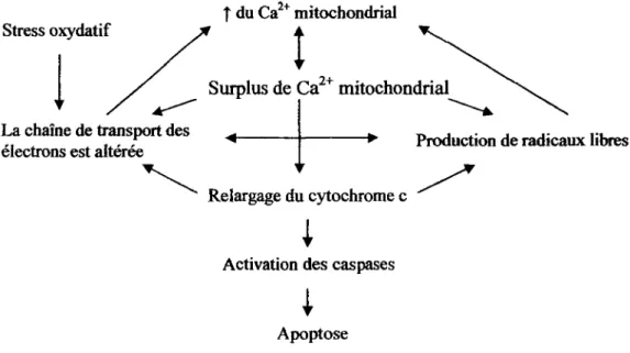 FIGURE 1.7: Induction de l'apoptose au niveau mitochondrial par le stress  oxydatif.  Adapté de Fiskum  et