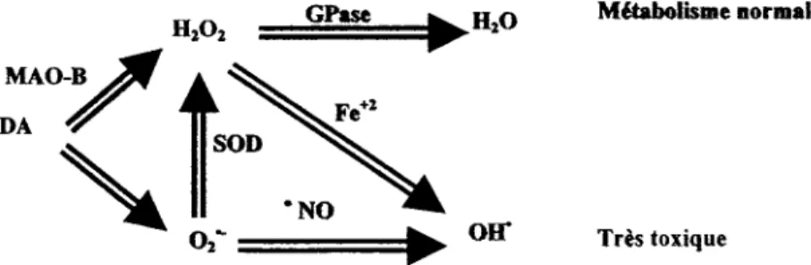 FIGURE 1.8 : Turn-over de la dopamine 