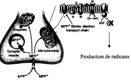 FIGURE 1.9: Voies d'action possible du MPP+. Adaptée de Dauer et.aL  [1] 