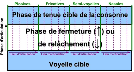 Figure 5 – Représentation schématique des différentes zones de contrôle de la tablette contrôlant les consonnes, vue de dessus