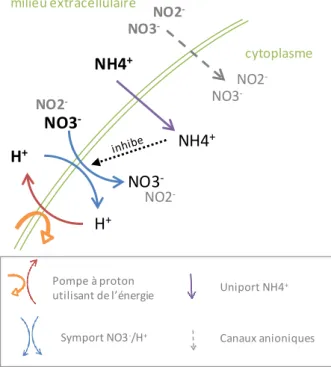 Figure  7.  Systèmes  de  transport  impliqués  dans  l'absorption  de  nutriments  azotés  chez  les  microalgues