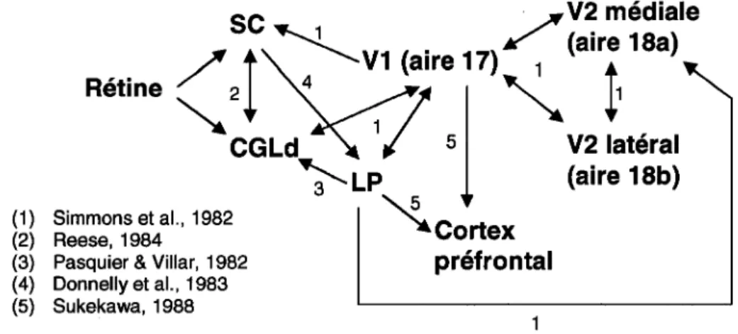 Figure  1.7:  Connexions  du  système  visuel  du  rongeur.  Notez  la  connectivité  diversifiée  du  collicule  supérieur  et  du  noyau  thalamique   latéro-postérieur