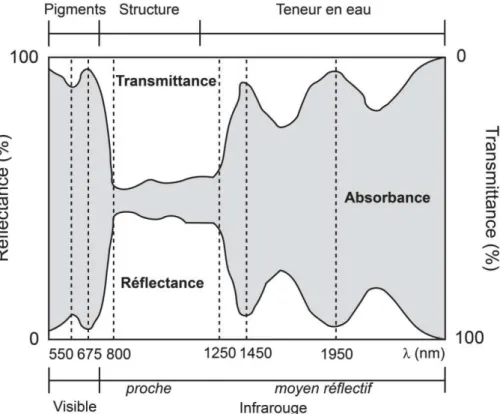 FIGURE 3.3 : Spectre d’absorbance, de réflectance et de transmittance d’une feuille (adaptée de Girard &amp; 
