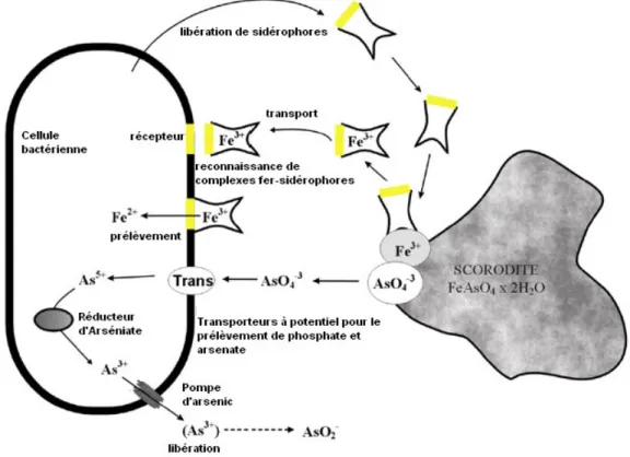 Figure 2 : Exemple de mécanisme de mobilisation du fer et de l’arsenic proposé par Drewniak et al