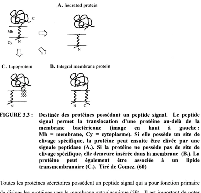 FIGURE 3.3:  Destinée  des  protéines  possédant  un  peptide  signal.  Le  peptide  signal  permet  la  translocation  d'une  protéine  au-delà  de  la  membrane  bactérienne  (image  en  haut  à  gauche: 