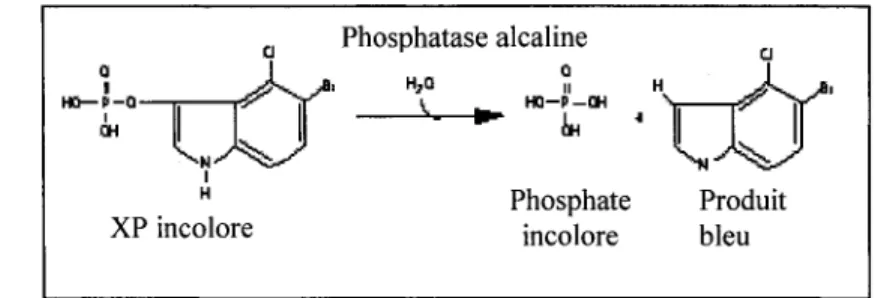 FIGURE 3.5:  Transformation du XP (substrat) en un produit coloré bleu par la  phosphatase alcaline d' E.coli