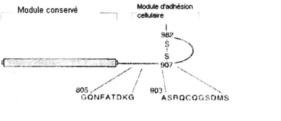 FIGURE  3.8:  Structure  d'une  intégrine  typique  liant  l'invasine.  Tiré  de  Isberg  (77)