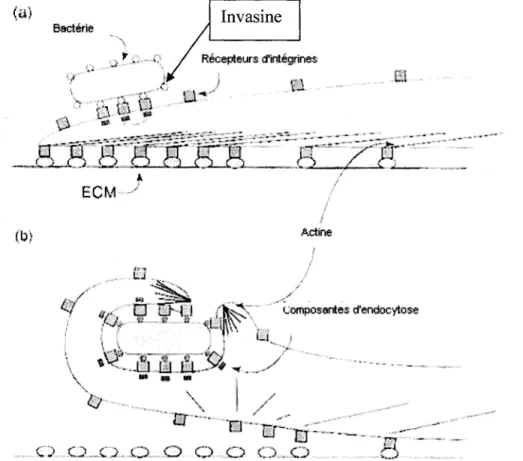 FIGURE 3.9:  Modèle  illustrant  l'invasion  de  cellule  eucaryote  médiée  par  les  intégrines