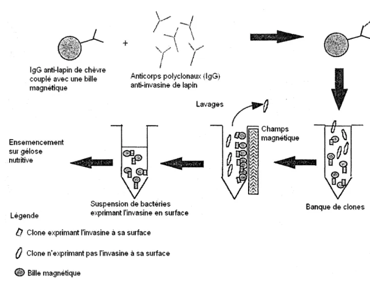 FIGURE 7.1:  Principe  de  la  méthode  de  sélection  immuno-magnétique  de  bactéries invasives
