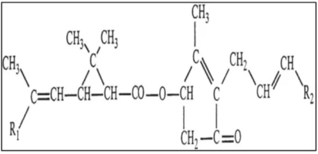 Figure 6. Structure de la pyréthrine (Romdhane and Gourdon, 2002). 