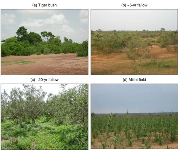 Figure 2.7 Exemple des principaux types de végétation rencontrés au sud-ouest du Niger : (a) brousse tigrée,  (b) jeune (~ 5 ans) jachère à Guiera senegalensis, (c) jachère ancienne (~ 20 ans) à Guiera senegalensis, (d)  champ de mil