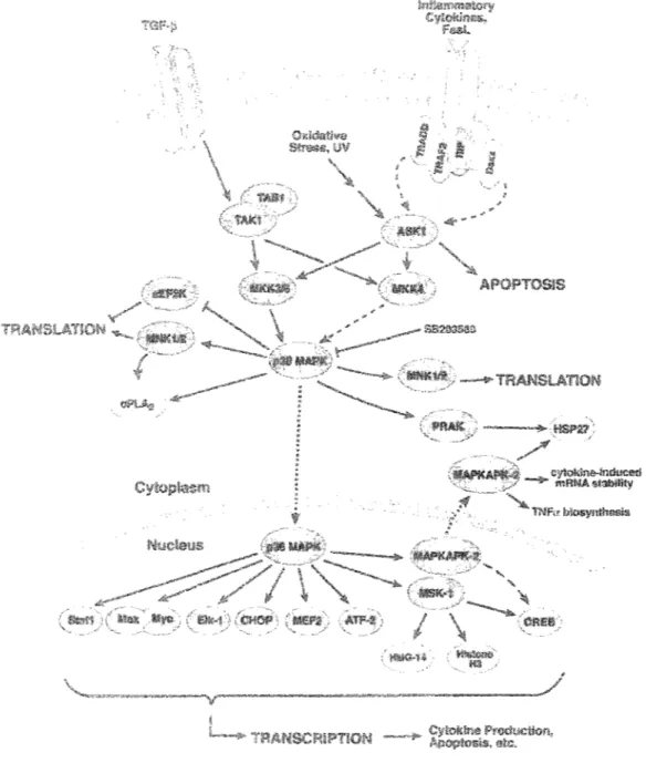 FIGURE 3.3: Voies de signalisation activant p38 MAPK. 