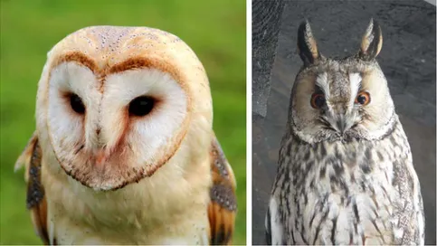 Figure 2.12 – Chouette ou hibou ? Les anglais n’utilisent qu’un seul et même mot pour les désigner : owl