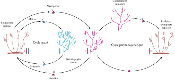 Figure 9 : Le cycle de vie d’Ectocarpus sp.   