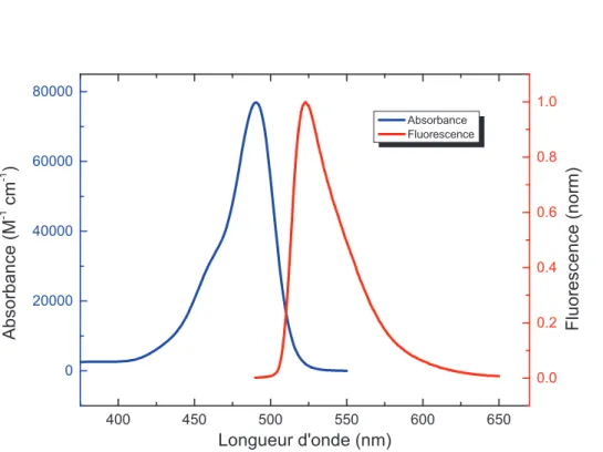Figure 2.3 – Spectres d’absorption et d’émission de ﬂuorescence de la molécule de Fluorescéine en solution tampon (PBS) à pH = 7.4