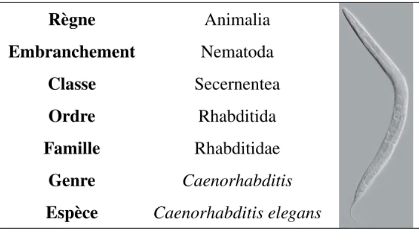 Tableau 1.2 Classification scientifique du nématode Caenorhabditis elegans d’après les travaux de Maupas (1900) et de Dougherty (1955)