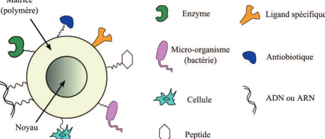 Tableau  1.  3 :  Quelques  exemples  de  protéines  ou  ligands  avec  lesquels  les  nanoparticules  magnétiques peuvent être fonctionnalisées [23]