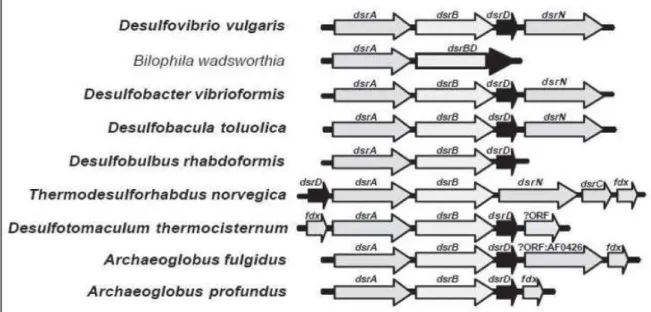 Figure 11 : Organisation de l’opéron dsr au sein de différentes bactéries sulfato-réductrices et chez Bilophila  wadsworthia (D’après Zverlov et al., 2005 et Giloteaux, 2010) 