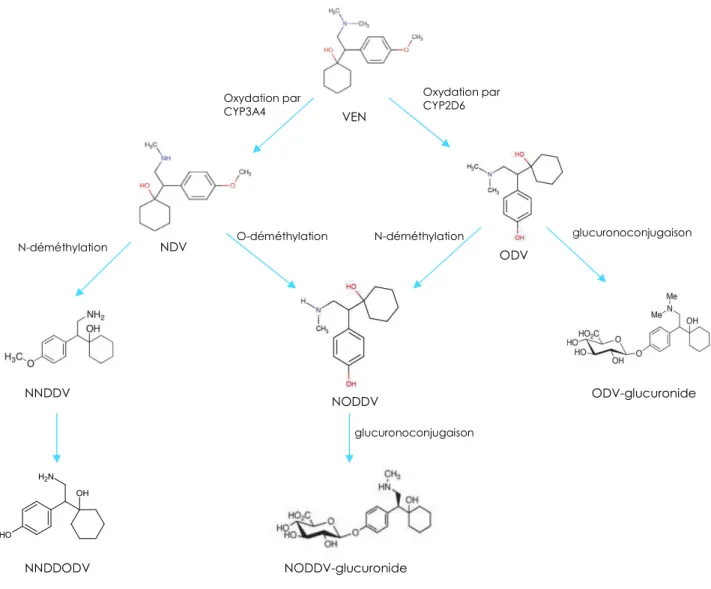 Figure 2. Schéma du métabolisme de la venlafaxine chez l'hommeNDV O-déméthylation