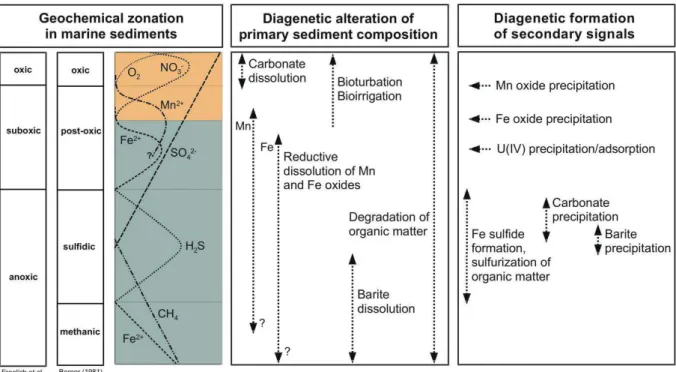 Figure 5 : Réactions diagénétiques impliquées dans la dégradation de la MO dans un sédiment  marin (Kasten et al