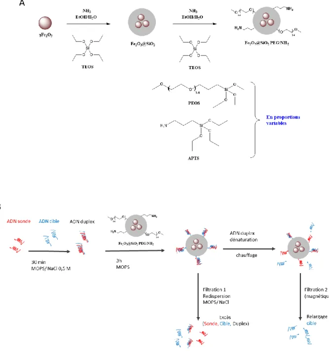 Figure  1.  A.  Schéma  de  l'encapsulation  des  cœurs  de  maghémite  par  de  la  silice,  suivi  de  la  fonctionnalisation de la surface avec des chaînes de PEG et des groupements amine, et caractérisation TEM  des NPs (80 nm)