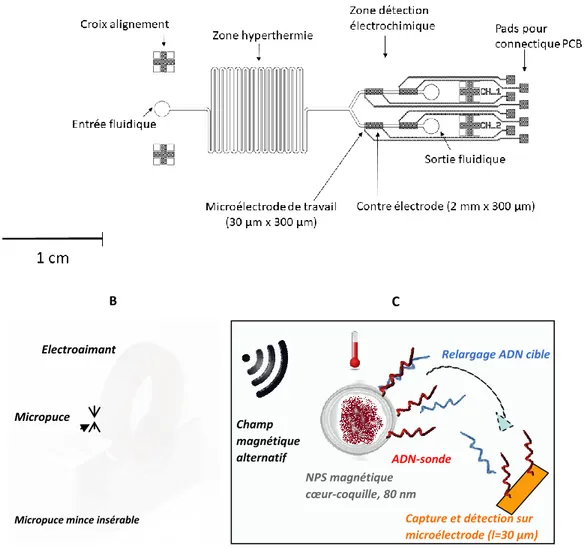 Figure  2.  A.  Vue  schématique  d’une  puce  microfluidique  comportement  un  module  d’hyperthermie  magnétique  et  deux  canaux  microfluidiques  comportant  chacun  2  paries  d’électrodes  (WE  et  CE)